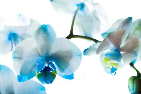 Tapet de orhidee albastră