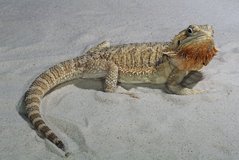 Dragon barbos pe nisip