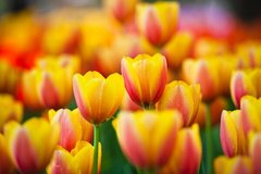 Фотообои Желто-красные тюльпаны