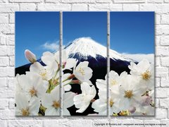Белые цветки сакуры на фоне вулкана Фудзияма