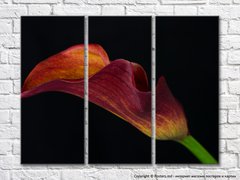 Floare de calla Burgundy pe un fundal negru