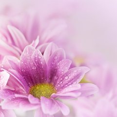 Фотообои Розовая хризантема с каплями воды