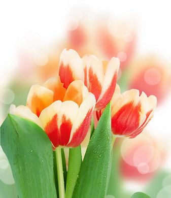 Фотообои Красно-белые тюльпаны