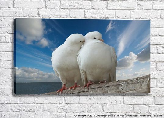 Пара белых голубей, целуются