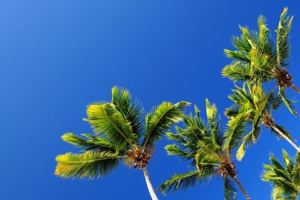 Фотообои Кокосовое дерево на фоне неба