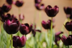 Фотообои Черные тюльпаны