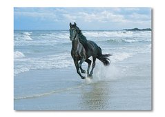 Конь на пляже