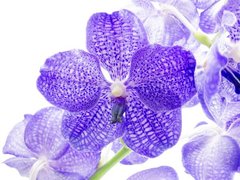 Фотообои Орхидеи цвета ультрамарин
