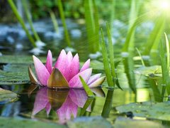Fototapet Lotus roz pe apă