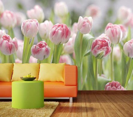 Фотообои нежно-розовые тюльпаны