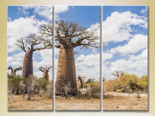 Triptic Baobabi într-un giulgiu_01