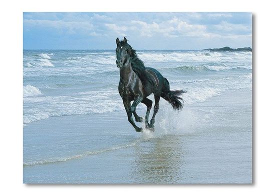 Cal pe plajă