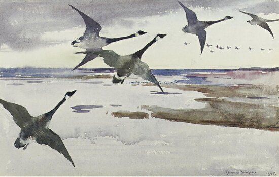 Canadian Geese, 1895