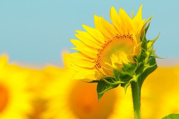 Fototapet Floarea soarelui pe un fundal galben-albastru