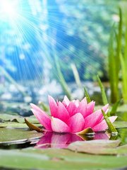 Fototapet Lotus roz înflorit