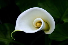 Fototapet Calla albă cu frunze