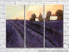 Lavender Field At Sunset 001_2