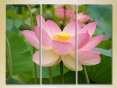 Triptic Lotus roz_01