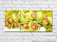 Триптих Ветка зеленой орхидеи
