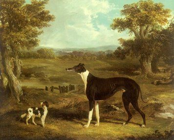 Greyhound și spaniel