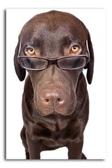 Câine cu ochelari