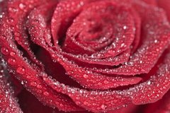 Fototapet Picături de rouă pe un trandafir roșu