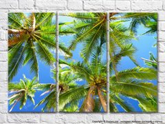 Ветки пальмы на фоне неба
