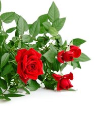 Fototapet Buchet de trandafiri roșii