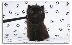 Черный котенок через лупу