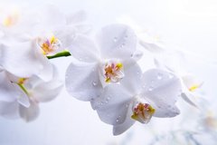 Fototapet Orhidee albă cu picături