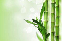 Fototapet Tulpini de bambus pe un fundal verde