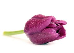 Фотообои Фиолетовый тюльпан
