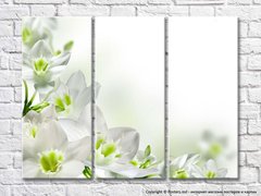 Flori albe cu miez verde pe fundal alb
