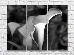 Черно-белый триптих с цветками каллы