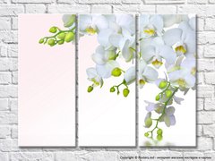 Triptic de orhidee albe