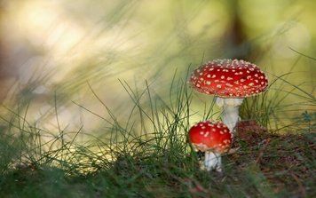 Природа, пейзажи_56