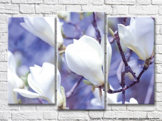 Ramă de magnolie albă pe un fundal liliac
