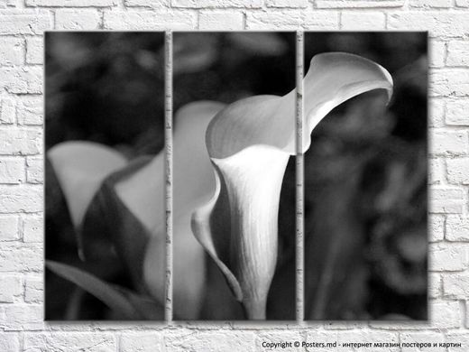 Triptic alb-negru cu flori de calla