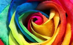 Fototapet Boboc de trandafir multicolor