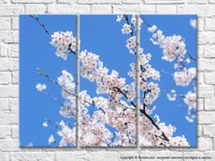 Белые цветы сакуры на голубом фоне неба