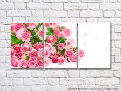 Trandafiri roz și frunze verzi pe fundal alb