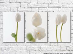 Триптих из белых тюльпанов