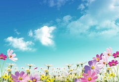 Фотообои Полевые цветы на фоне неба