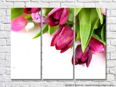 Фиолетовые и розовые тюльпаны