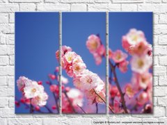 Розовые цветы сакуры на фоне синего неба