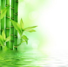 Fototapet Bambus în apă