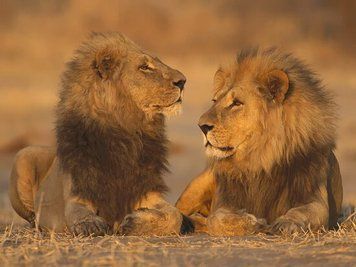 Africa_39