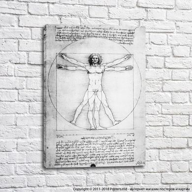 Vitruvian Man, Leonardo Da Vinci