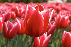 Фотообои Поле красно-белых тюльпанов