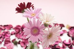 Fototapet Crizanteme roz într-o vază